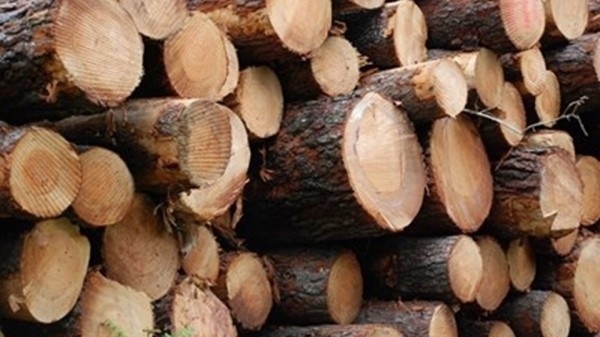 Пет бързи производства за незаконни дърва