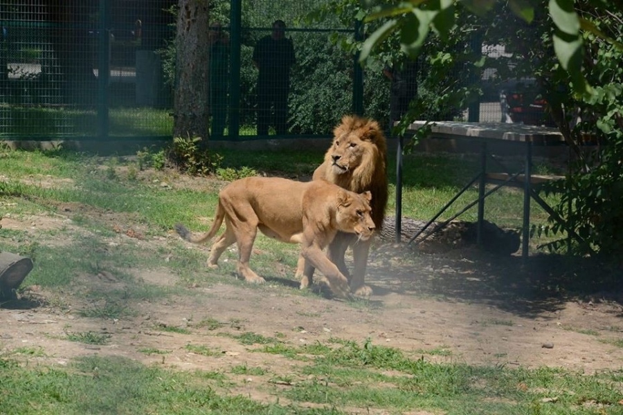 Немски специалист по диви животни ще прегледа лъвовете и тигрите в зоокъта