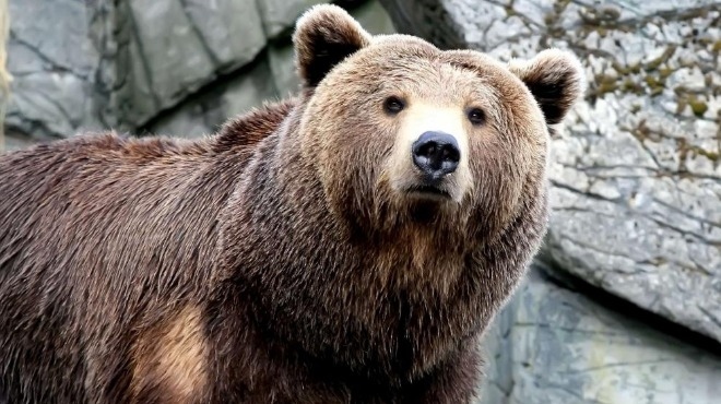 Откриха труп на мечка във Велинградско