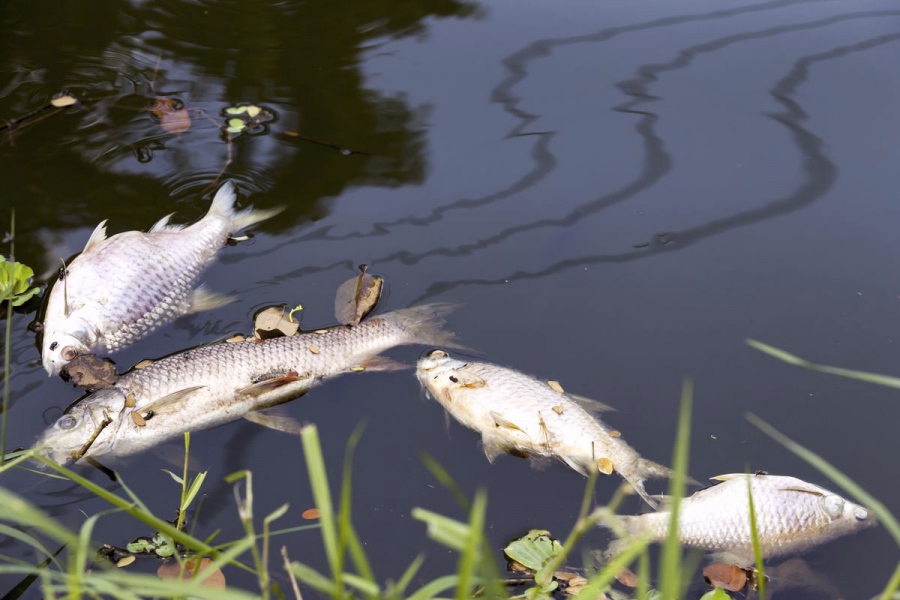 Не „Биовет”, а земеделци изтровили рибата в Стара река