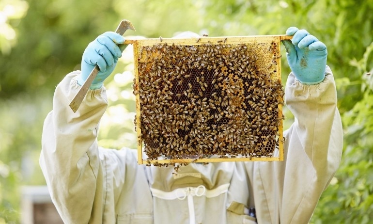 Огромен е интересът към инвестиции по пчеларската програма за 2021 г.