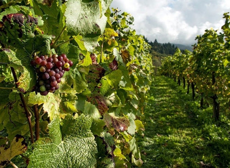 Започват приеми по мерки „Събиране на реколтата на зелено“ и „Застраховане на реколтата“ за производителите на винено грозде 