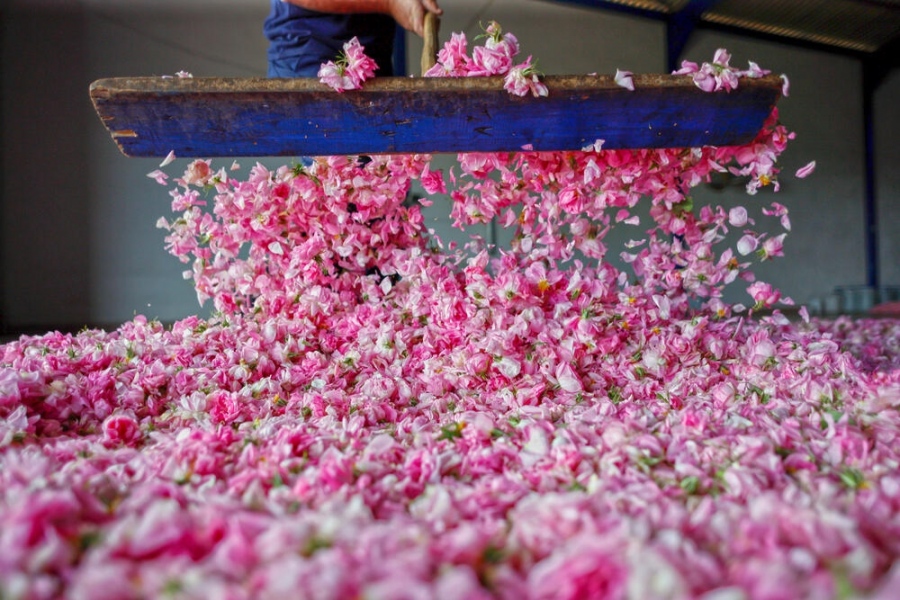 ДФЗ изплати 444 хил. лева за преработка на розов цвят