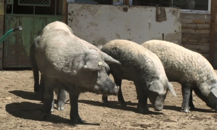 Данъчните продават на търг оборудване на свинекомплекса в Априлци