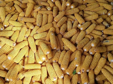 Жътвата на царевицата продължи по-дълго, добивите са добри