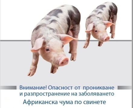 Общинската епизоотична комисия заседава заради Африканската чума по свинете