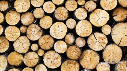 Излъгаха ли ни или не за евтините дърва?