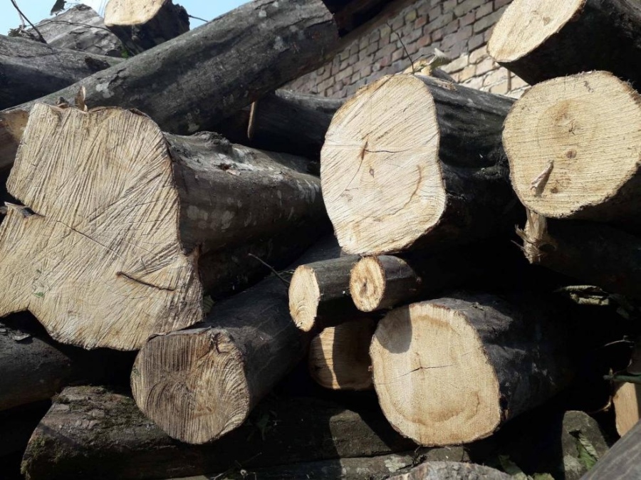 Според МВР са открити незаконни дърва в Сърница -  собственикът обаче се брани с документи за произход