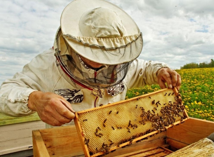 Публикуван е списък с второ класиране на пчеларите за подпомагане по мярка А от Националната програма по пчеларство за 2022 г.