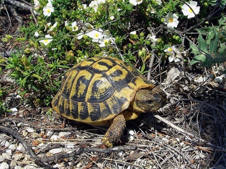 Граждани и РИОСВ спасиха щъркелче и шипоопашата костенурка