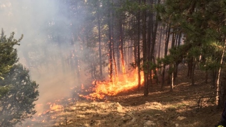 Пожар в иглолистна гора между Калугерово и Лесичово