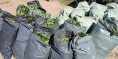 Иззеха над 330 кг марихуана в местността Шкембето при операция на ГДНП и РУ-Пазарджик