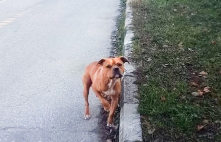 Граждани: Безпризорен питбул уби домашно куче, обикаля от 2 месеца!