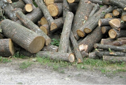 Ясни са количествата дърва за огрев за продажба за лична употреба в община Пещера
