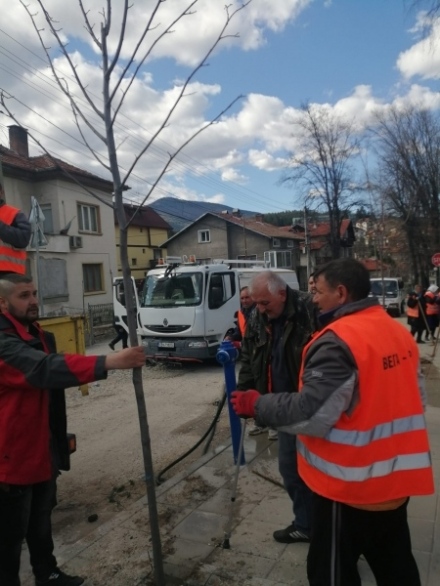 Започна засаждането на дръвчета по улица „Бачо Киро“ във Велинград
