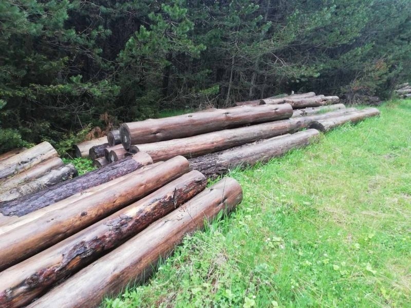 Иззеха незаконни 69 куб. м дървесина от територията на ДГС “Селище“