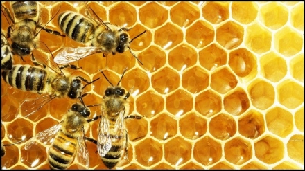 Напомняме от фонд „Земеделие“ за пчеларите
