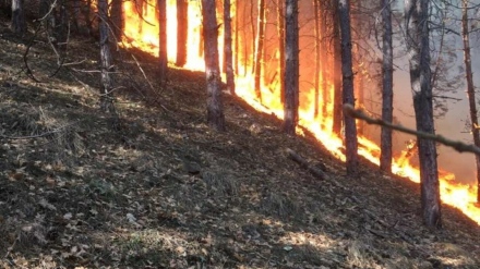 РДПБЗН-Пазарджик: Да вземем предпазни мерки срещу горски пожари!