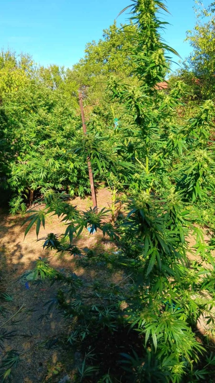 Иззеха внушително количество марихуана от два имота във Виноградец