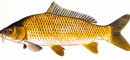 Честит Никулден! Рибата – полезна е, но произходът е важен