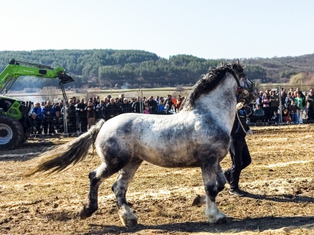 Панагюрище събра най-силните коне на България в турнир