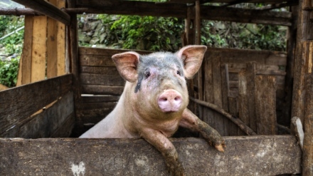 Мерки срещу Африканската чума по свинете в община Стрелча