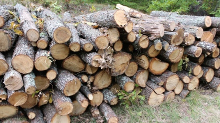 Откриха немаркирани дърва без документи на ГКПП “Чепино“
