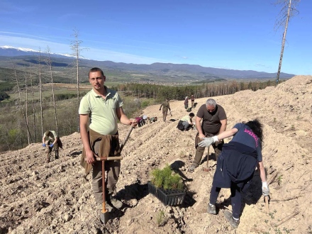 Залесяват 60 дка на мястото на големия пожар край Калугерово