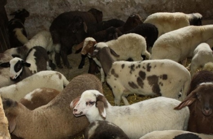 Гастролиращи апаши не успяха да отмъкнат 16 агнета от овчарник
