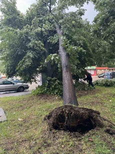 Бурята изтръгна дърво с корена