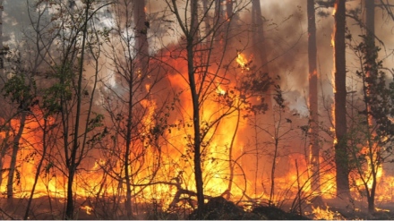 Пожар гори и над Сестримо, нужни са доброволци