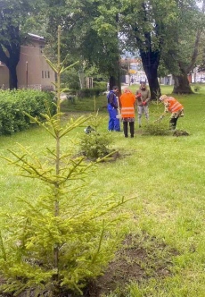 Нови смърчове и цветя на зелените площи в курорта