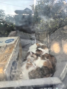 Затворени котки в лека кола и бус в жегата