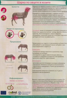 В община Стрелча въвеждат превантивни мерки срещу шарка по овцете и козите