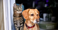 Община Велинград и „Animal Welfare Bulgaria“ организират кастрационна кампания на 6 и 7 септември