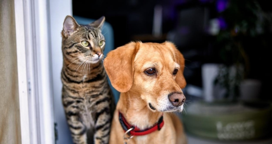 Община Велинград и „Animal Welfare Bulgaria“ организират кастрационна кампания на 6 и 7 септември