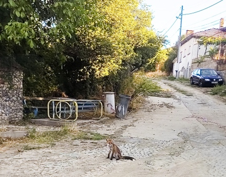Лисица с малките си навестява гостолюбиво панагюрско село