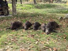 Случка с прасета и хайдути в радиловската гора