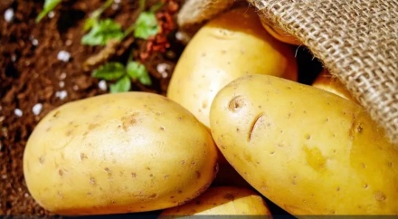 „Българско е“ - празник на картофите във Велинград тази събота