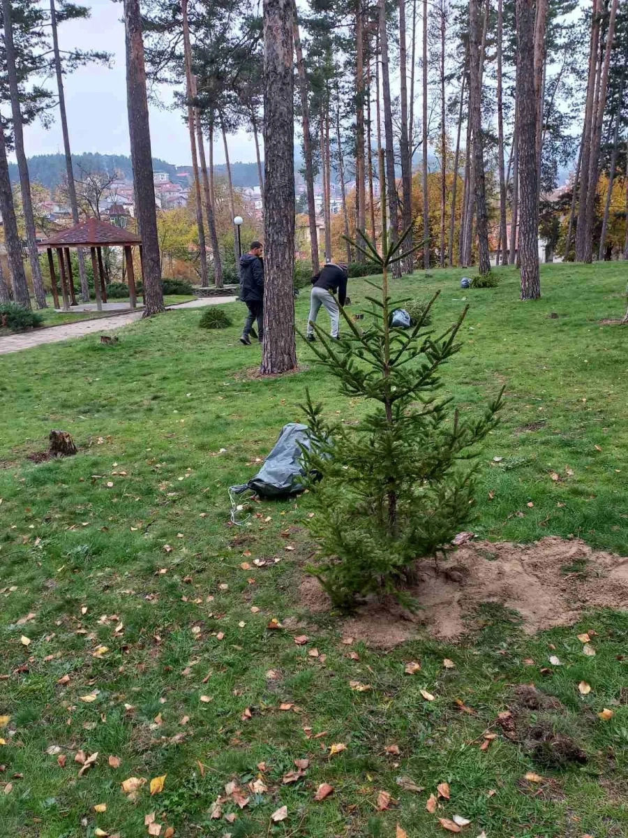 Във велинградския „Боров парк“ обновяват дърветата