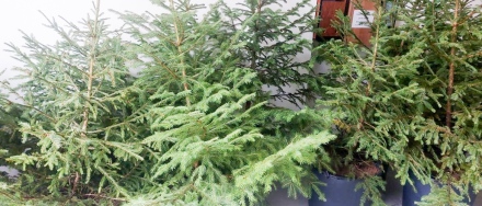 Продават се 22 506 елхи в горските и ловните стопанства в Пазарджишка област