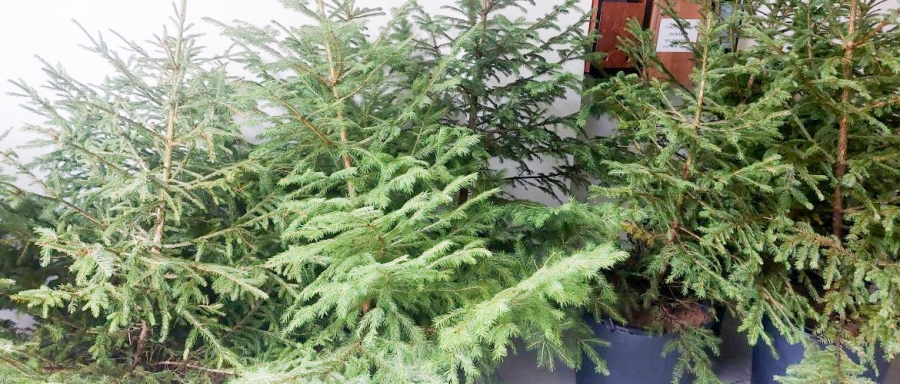 Продават се 22 506 елхи в горските и ловните стопанства в Пазарджишка област