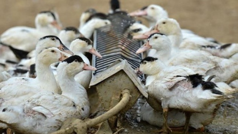 Птичи грип във ферма с 15 000 патици мюлари в Тополи дол