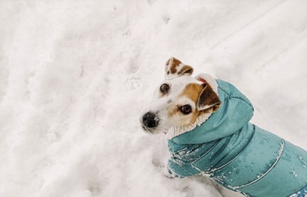 Практичен наръчник за топлина, здраве и икономия през зимата