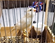 В Пазарджик: Канари от породата “Орфей“ се надпяваха на национално състезание