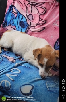 В Пещера: Отровиха кученце - доброволци го спасиха, подават сигнал в прокуратурата