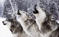 Кои животни и растения са герои в родния студ?