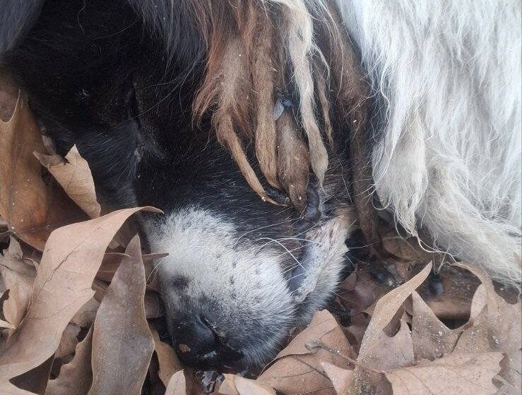 Масово отровени бездомни животни във Велинград