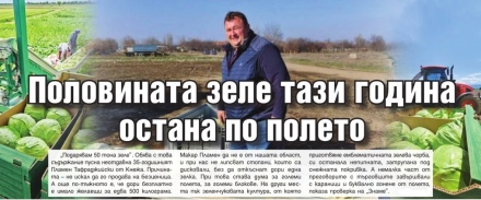 Половината зеле тази година е останало по полето - стопани дисковали, без да откъснат нито една зелка