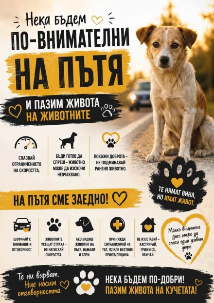 Тревожно увеличение на блъснати кучета, алармира Община Велинград